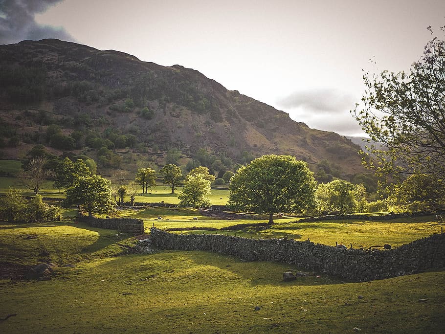 green, field, grass, nature, outdoor, landscape, highland, mountain, trees, plant
