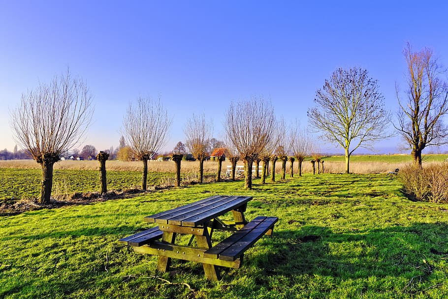 marrón, de madera, mesa de picnic, colocado, suelo de hierba, rodeado, desnudo, árboles, banco, lugar de descanso