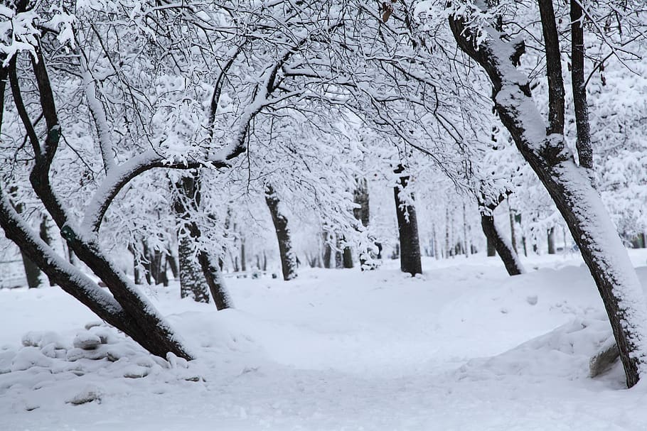 invierno ruso, nieve blanca, árboles nevados, moscú, clima frío, nevadas, ventisqueros, naturaleza, helada, polar