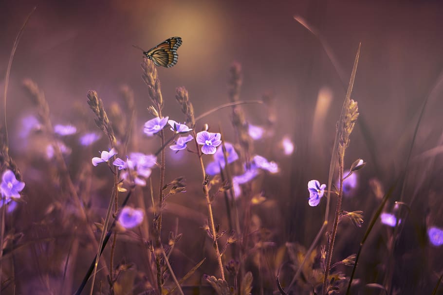 fotografía de lente de cambio de inclinación, púrpura, flor, flores, mariposa, lila, violeta, jardines, brumoso, campos