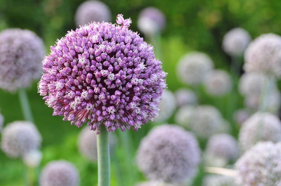 Flowers, Garlic, Purple, flower, nature, focus on foreground, plant, flowering plant, freshness, close-up
