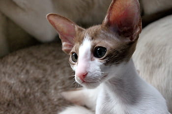 Royalty Free Oriental Shorthair Photos Free Download Pxfuel