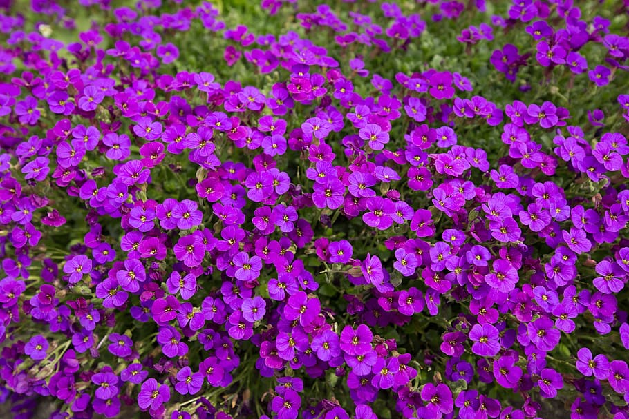 Violeta, Flores, Naturaleza, Planta, Púrpura, viola, violaceae, primavera, cama, jardín