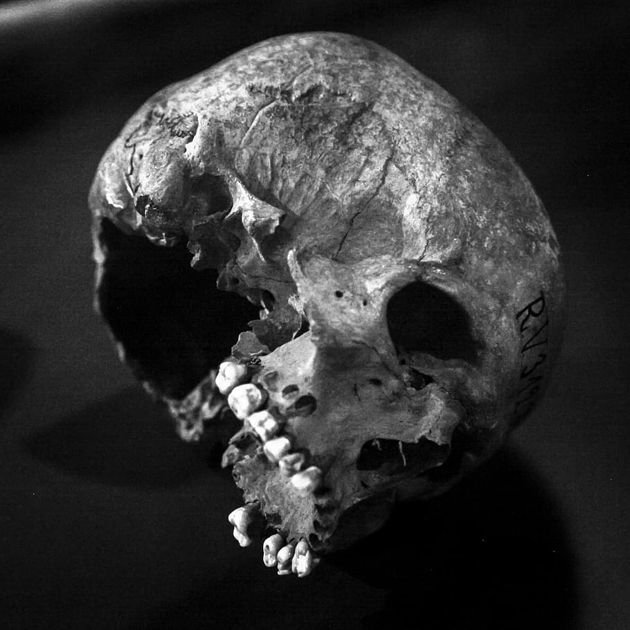 skull, old, human skull, profile, black and white, vintage, antique, black, human, evil