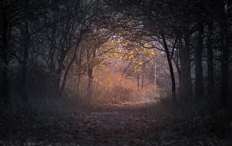 dirt road, trees, forest, dark, plant, nature, path, leaf, fall, autumn