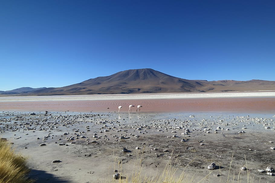 white, sand, across, brown, mountain, daytime, landscape, near, desert, Laguna Colorada