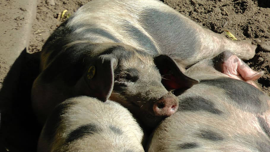 bunte bentheimer pigs, sow, pigs, piglet, sleep, relaxed, bentheimer country pig, snuggle, mammal, animal themes