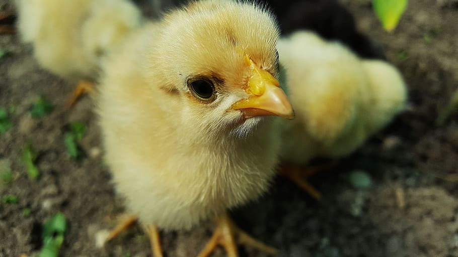 close-up photo, yellow, chicken chick, close up, ducklings, chicken, baby chick, yellow chicken, yellow chicks, chicks