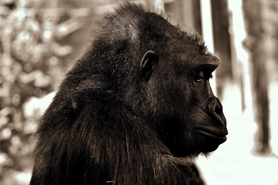 closeup, photography, black, gorilla, thoughtful, monkey, ape, mammal, animal, zoo
