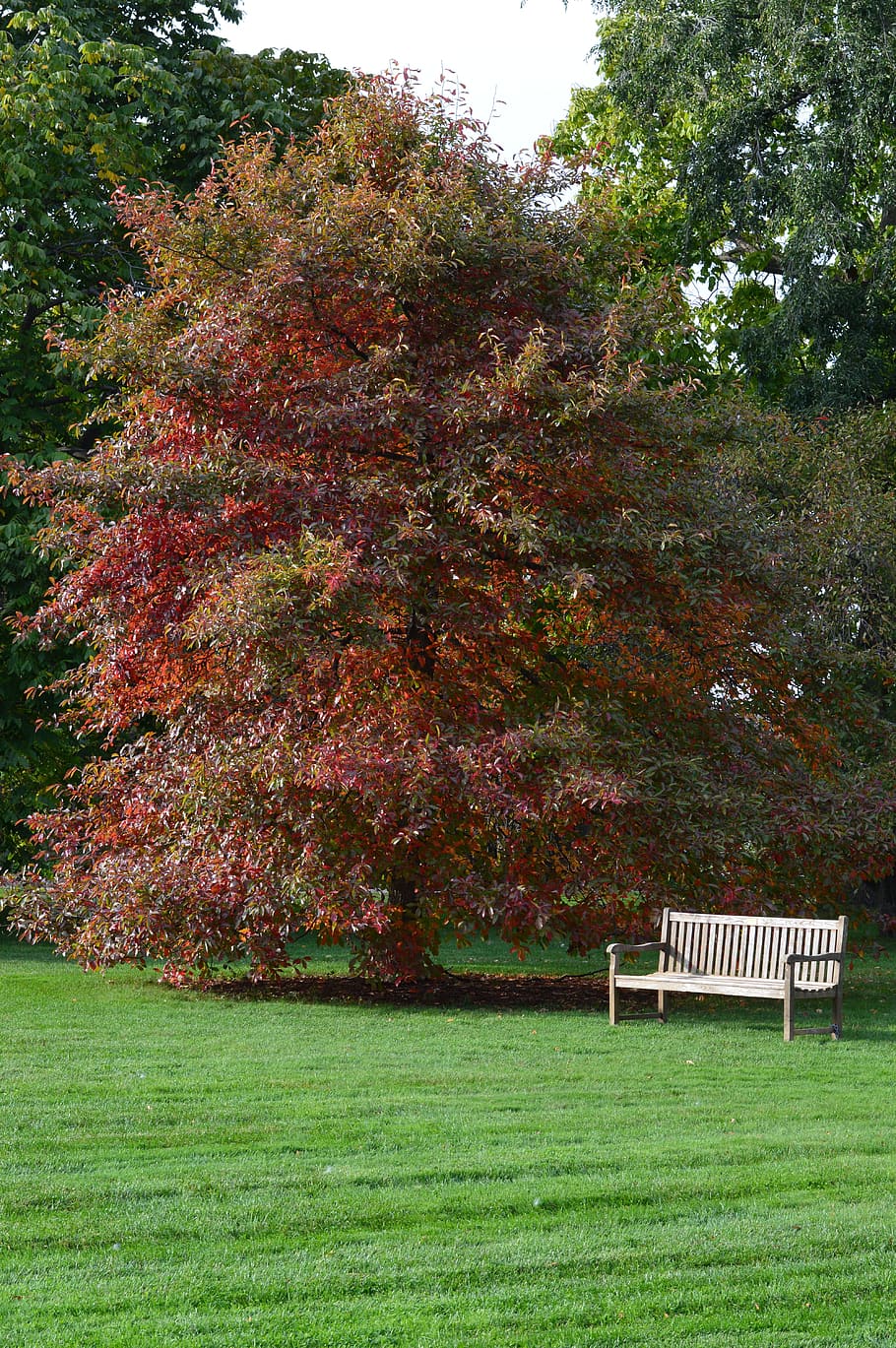 Trees, Red, Leaves, autumn, park, red, leaves, foliage, leafy, gardens, greenery