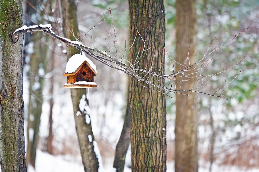 brown, birdhouse, hang, tree branch, tree, wood, nature, outdoors, winter, winter wonderland