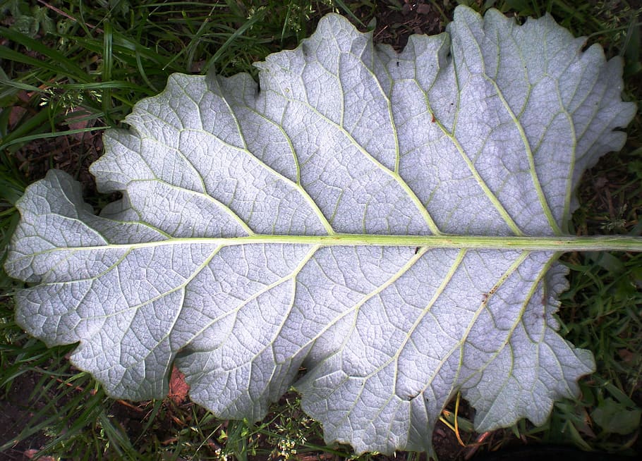 leaf, nature, fractal, geometry, gray, plant part, plant, leaf vein, close-up, day