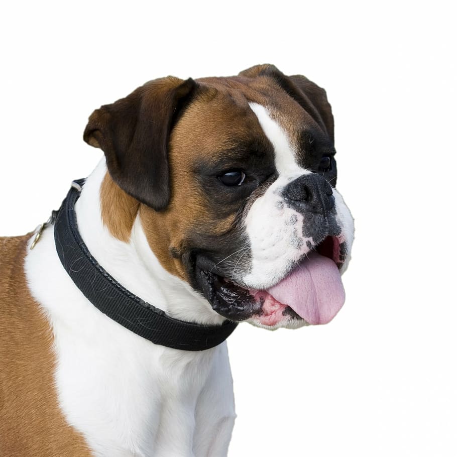 adult, tan, white, boxer dog, black, collar, dog, boxer, portrait, close-up