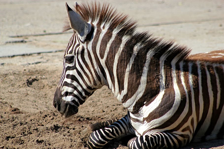 zebra, lying, ground, stripes, animal, head, animal wildlife, animal themes, one animal, striped