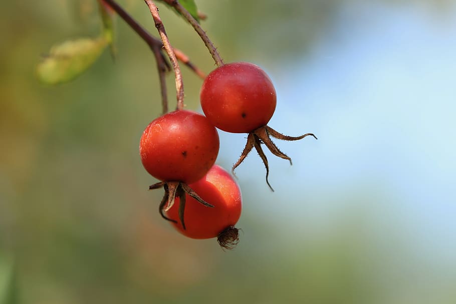 rose hip, pods, roses, red, orange, seed capsules, food and drink, healthy eating, food, fruit