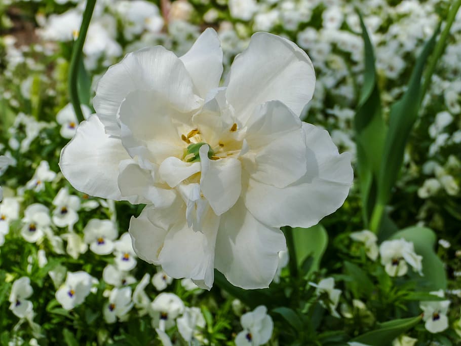 クローズアップ, 写真, 白, チューリップの花, 白い腫瘍, パンジーホワイト, 花, 植物, 自然, 庭