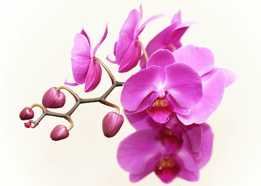 orquídea traça roxa, orquídea, planta, flor, floração, fechar, exótica, violeta branca, roxo, cor rosa
