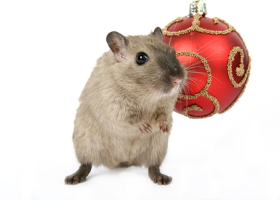 gray, laboratory mouse, red, bauble, animal, celebration, christmas, claus, close, concept
