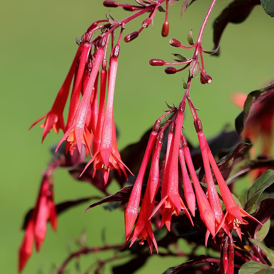 fuchsia, flowers, red, ornamental plant, plant, growth, close-up, beauty in nature, flower, flowering plant