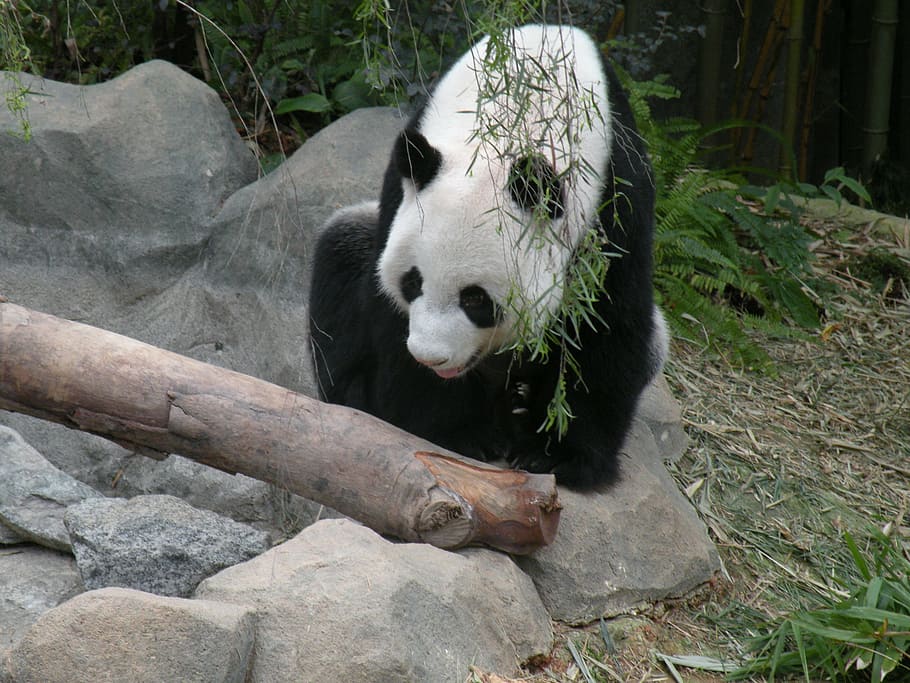 panda, river safari, singapore, animal, panda - Animal, mammal, bear, nature, wildlife, asia