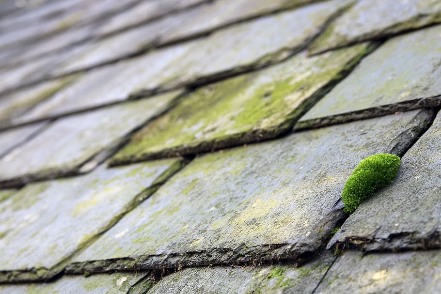 slates, moss, building, old, roof, roofing, structure, grey, weathered, close-up