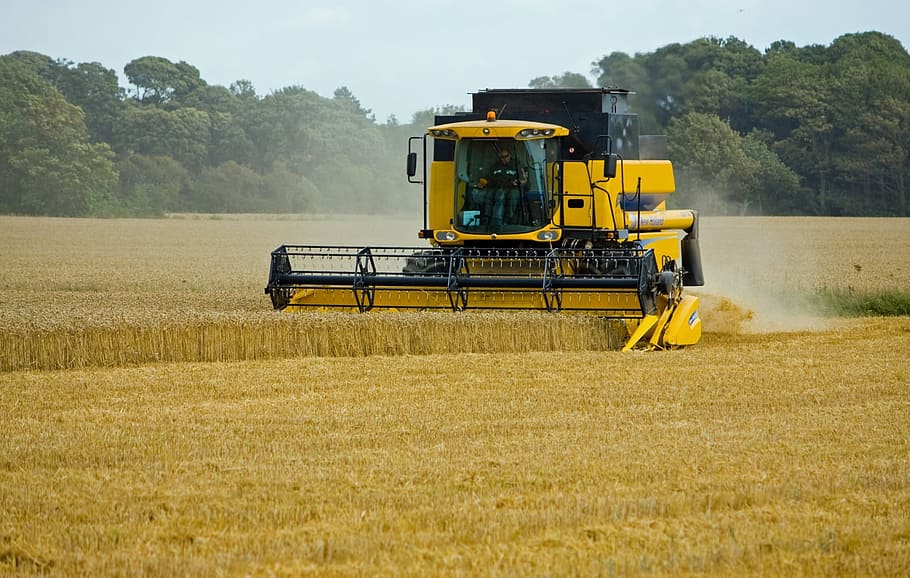 yellow, harvester machine, green, grass field, Wheat, Threshing, Harvest, harvesting, combine harvester, wheat field