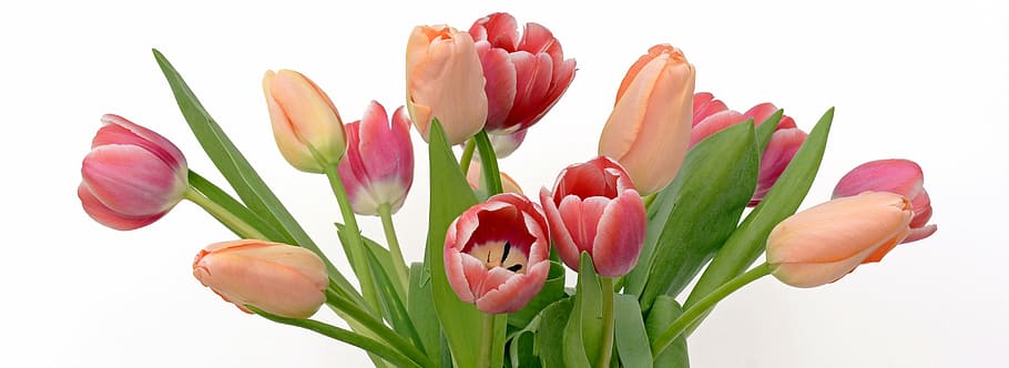 orange, red, tulip flower arrangement, tulips, flowers, apricot, pink, nature, spring, spring awakening