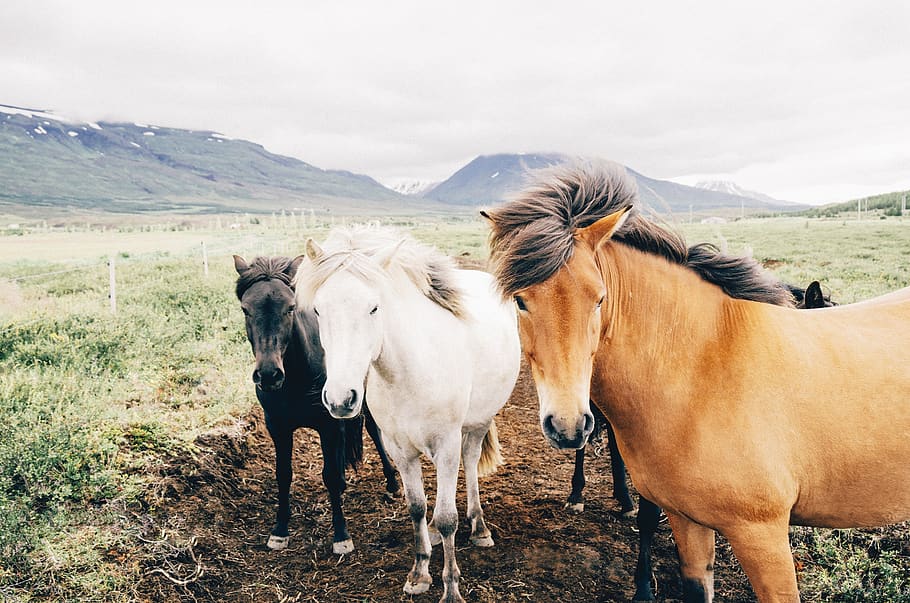 horses, animals, mane, hair, farm, dirt, grass, field, mountains, valeys