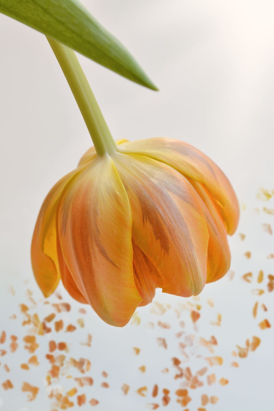close-up photo, yellow, tulip flower, flower, tulip, orange, blossom, bloom, petals, orange flower