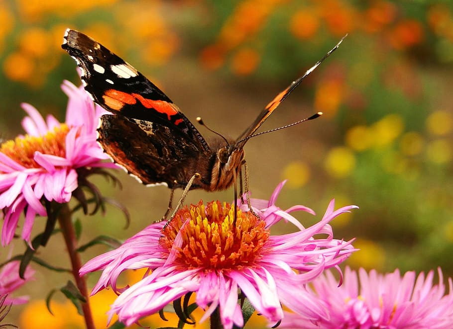 자연, 곤충, 나비의 날, 법원에서, 꽃, 동물, 나비, 공정 제 독, 근접 촬영, 정원