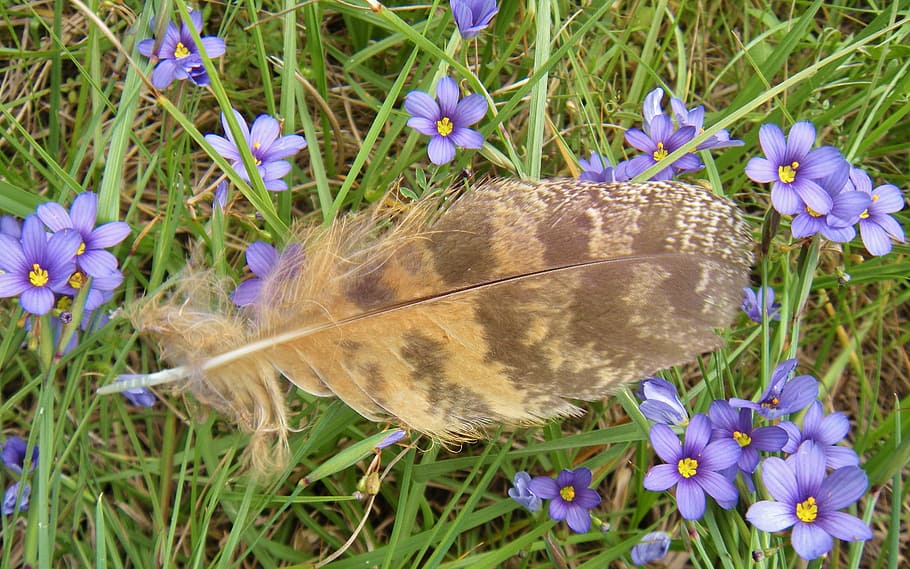 feather, owl feather, great horned owl feather, blue-eyed grass, bird, flowers, nature, grass, flora, plant