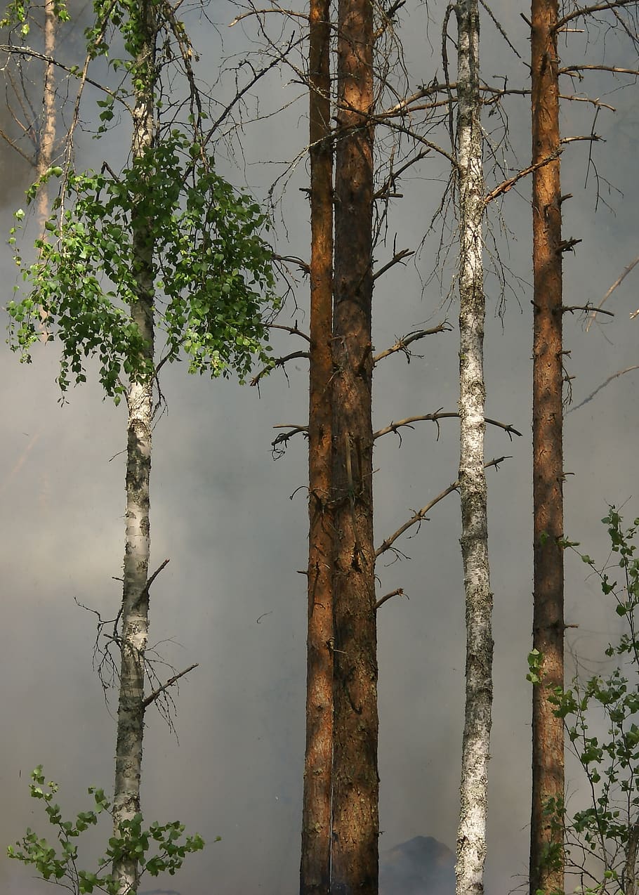 kebakaran hutan, hutan, api, konservasi, båtfors, alam, Swedia, panas, merokok, pembakaran untuk konservasi