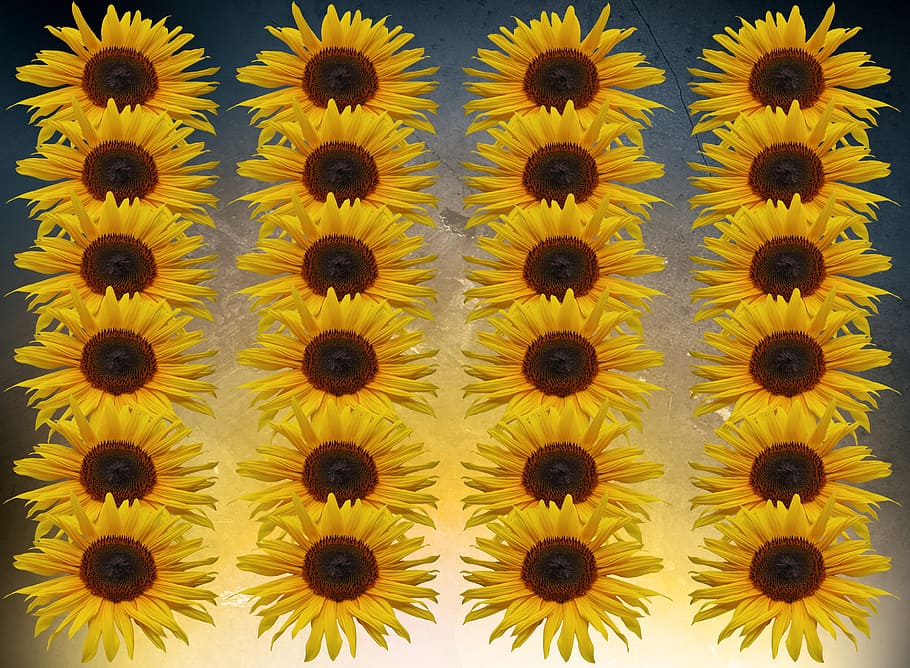 girasol, flores, serie, montaje, textura, fondo, cerca, amarillo, fondos,  fotograma completo | Pxfuel