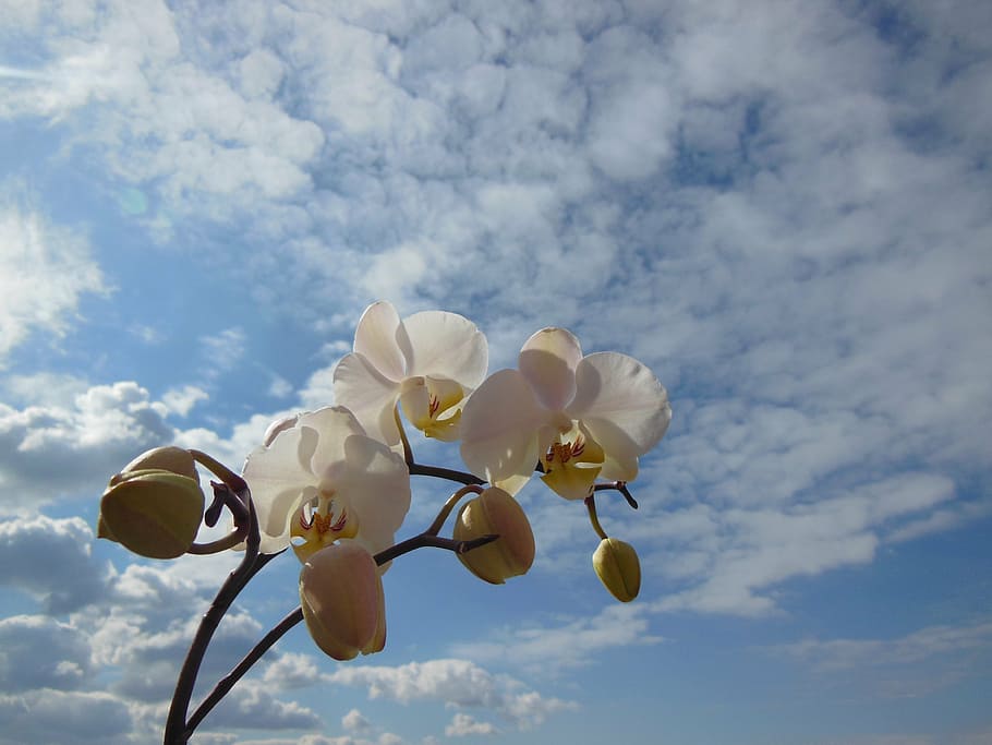 orquídea, phalaenopsis, flor, floración, planta blanca, verano, skye azul, nubes blancas, planta floreciendo, nube - cielo