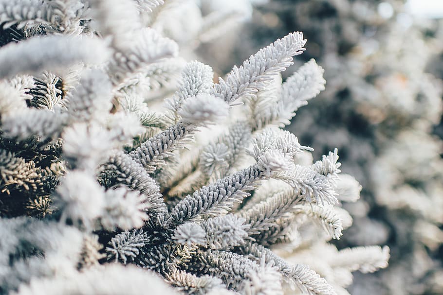 close-up photo, white, pine trees, frosty, pine tree, snow, winter, pine, nature, tree