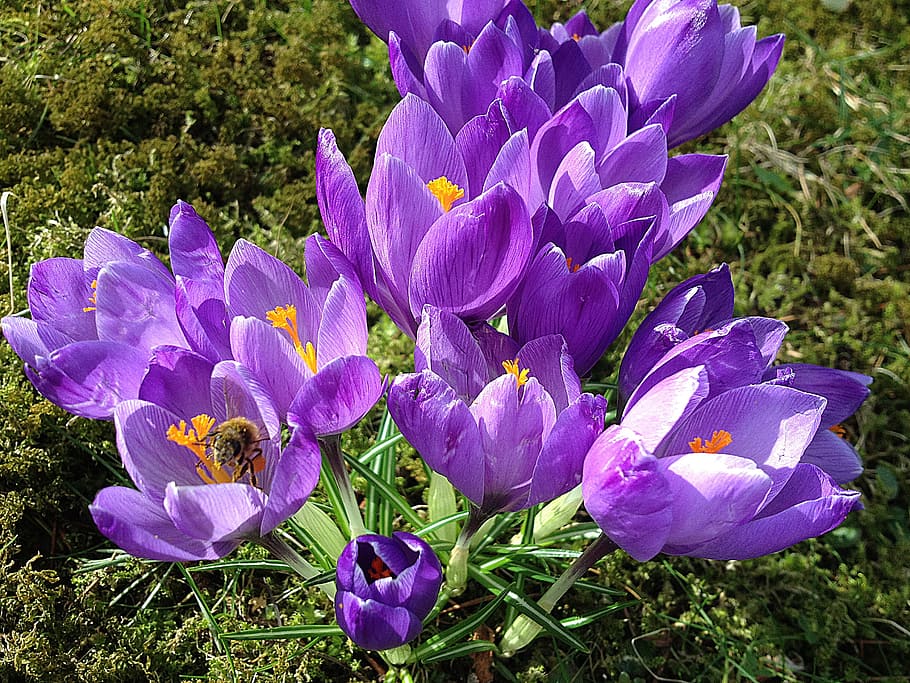 Início da primavera, primavera, açafrão, roxo, musgo, flores, açafrão dos elfos, frühlingsblüher, açafrão da primavera, violeta