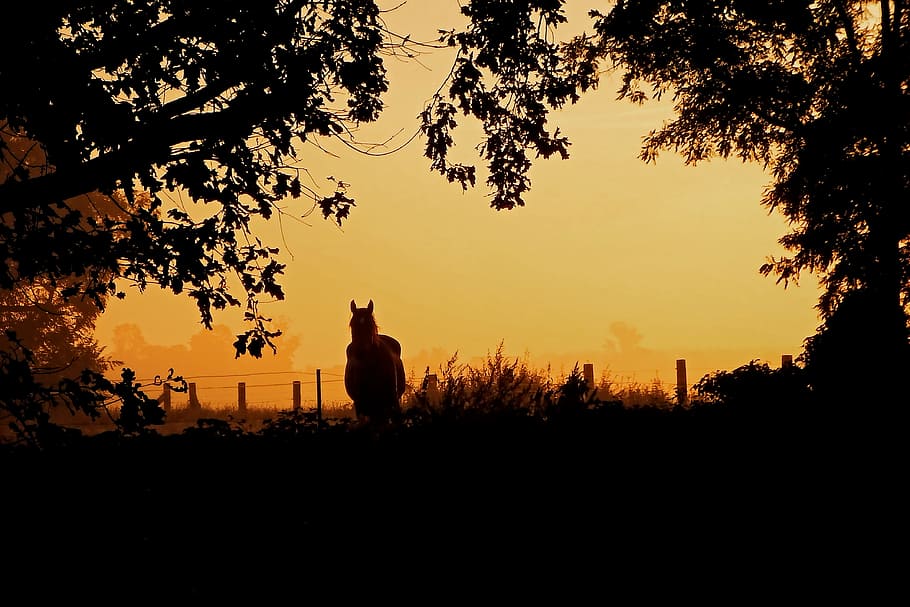 marrón, caballo, cerca, puesta de sol, amanecer, niebla, árboles, silueta, morgenstimmung, brumoso