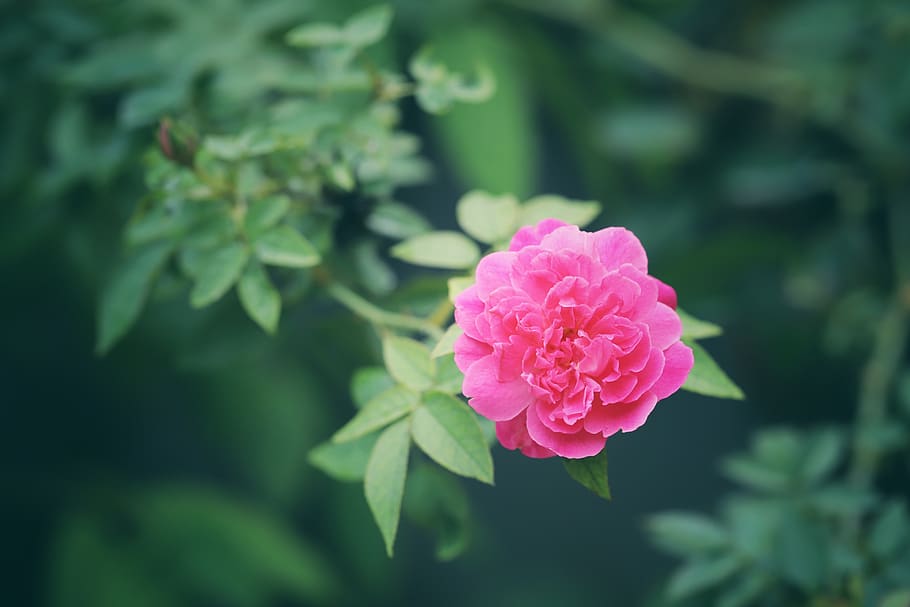 macro, flor, garganta, floreciente, agradable, brillante, fresco, pared en, color rosado, belleza en la naturaleza