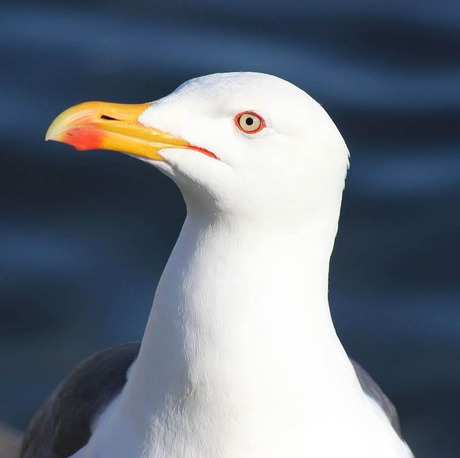black-backed gull, seagull, bird, waterfowl, gull, sea, close-up, macro, portrait, beautiful