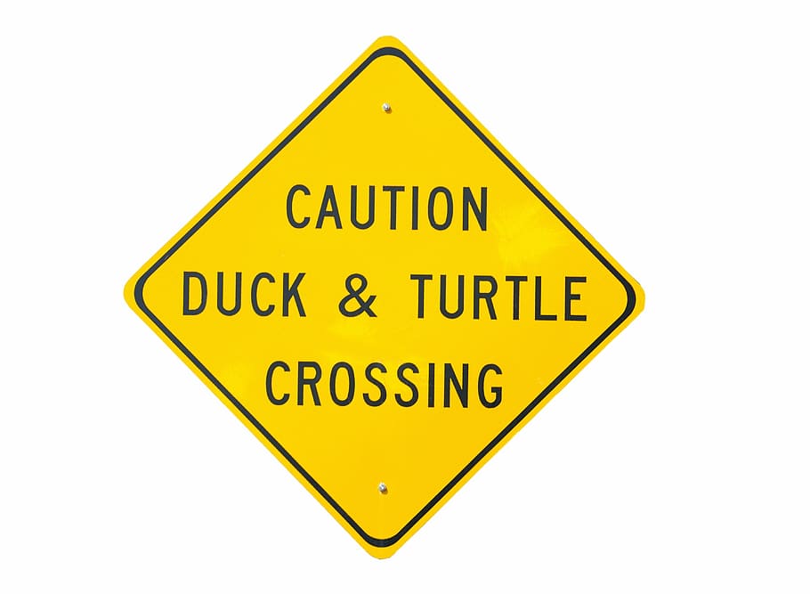 precaución, pato, y, tortuga, cruce, señalización, pato y tortuga, señal de cruce, advertencia, aislado