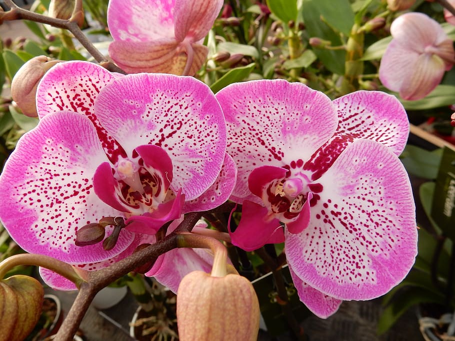 orquídea, rosa, phalaenopsis, tropical, flor, planta floreciente, belleza en la naturaleza, planta, pétalo, fragilidad
