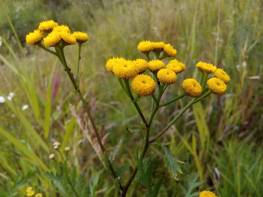 tansy, meadow flowers, summer, herbs, wild herbs, field plant, plant, yellow, flower, flowering plant