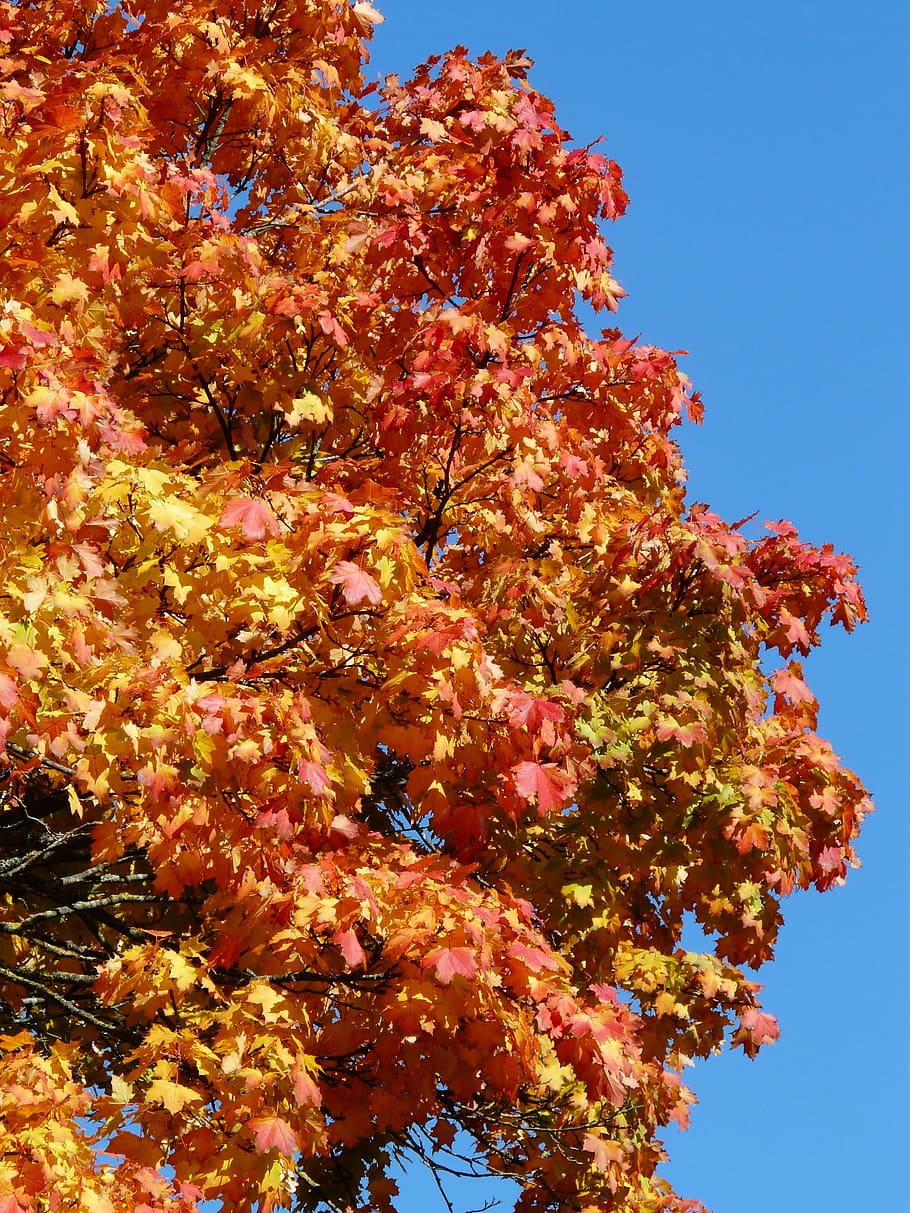 가을 나무, 빨간, 노랑, 황금의, 하늘, 하늘빛, 단풍, 채색, 갈색, 붉은 갈색