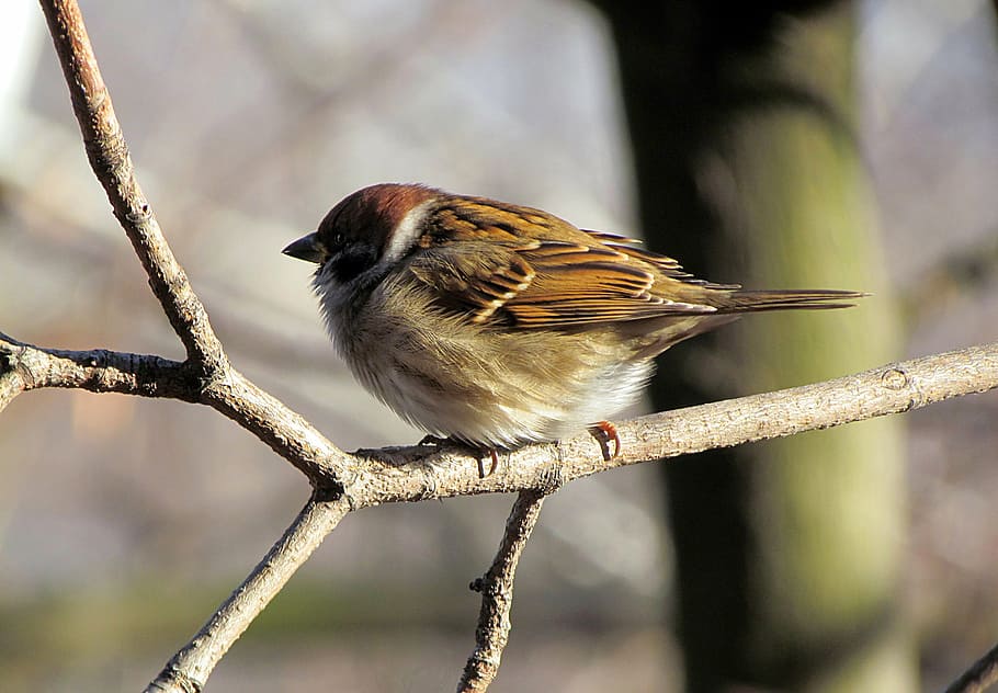 birds, sparrow, house sparrow, bird, nature, wildlife, animal, outdoors, branch, beak