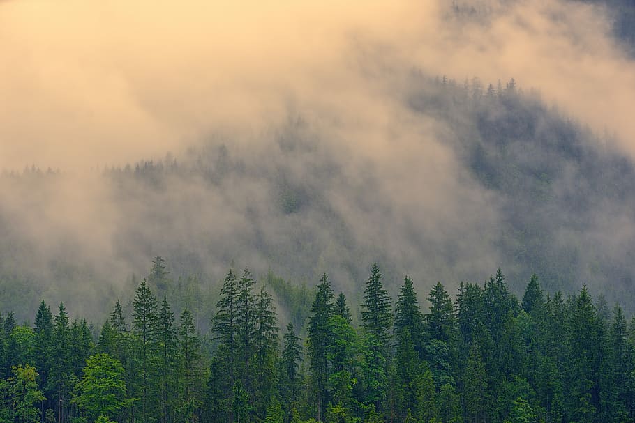 niebla, bosque de coníferas, mañana, abeto, bosque, verde, naturaleza, árbol, coníferas, paisaje