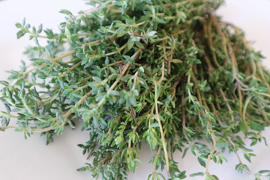 green leafed plant, thyme, medicinal herb, cook, spice, nature, herbal plant, medicinal plant, green, medicinal herbs