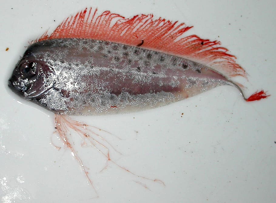 ribbonfish, manchado, Desmodema ploystictum, pescado, dominio público, manchado ribbonfish, marisco, animal, naturaleza, animal muerto