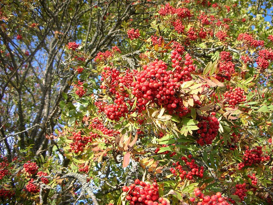 rowan, tree, red berries, branches, autumn, finnish, fruit, nature, red, berry Fruit