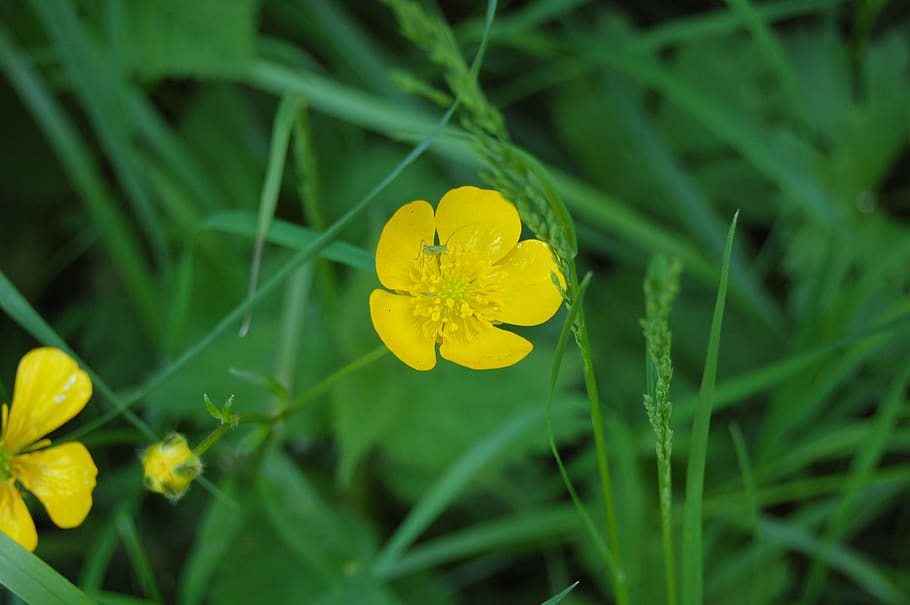 buttercup, flower butter, flower, yellow, wild, country, pre, nature, spring, flowering plant