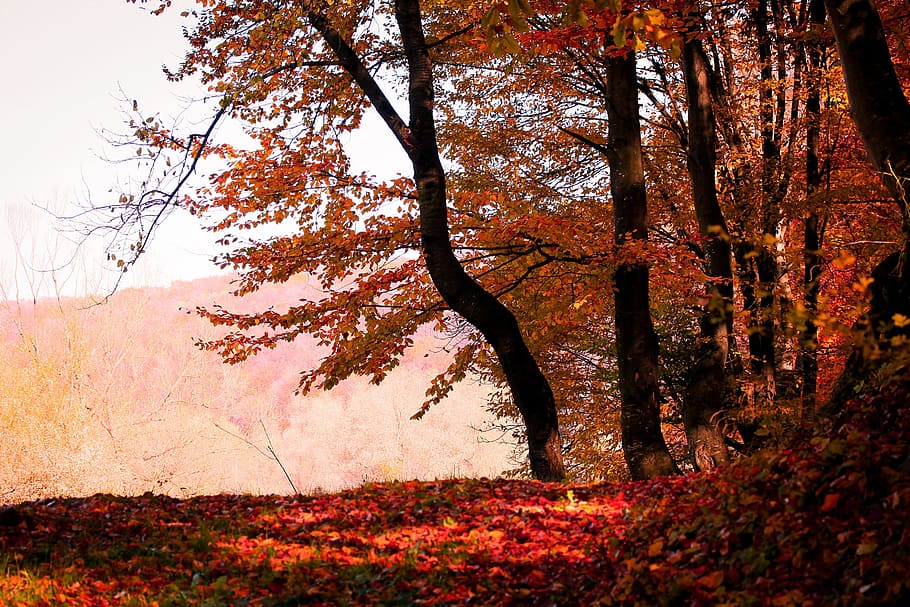 maple tree photography, tree, autumn, season, leaves, fall, nature, red, leaf, autumn leaves